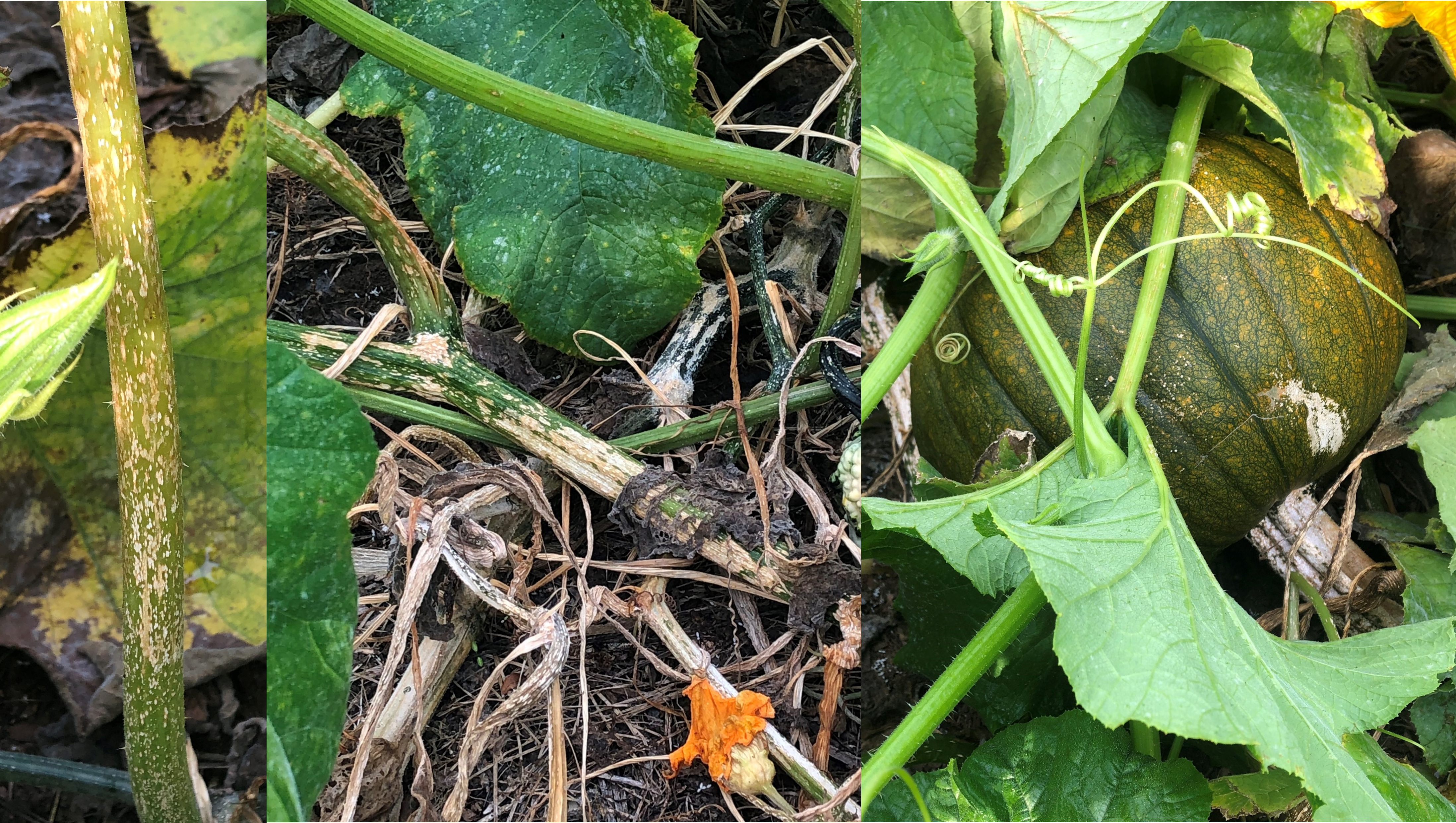 3 stages of symptoms on pumpkin
