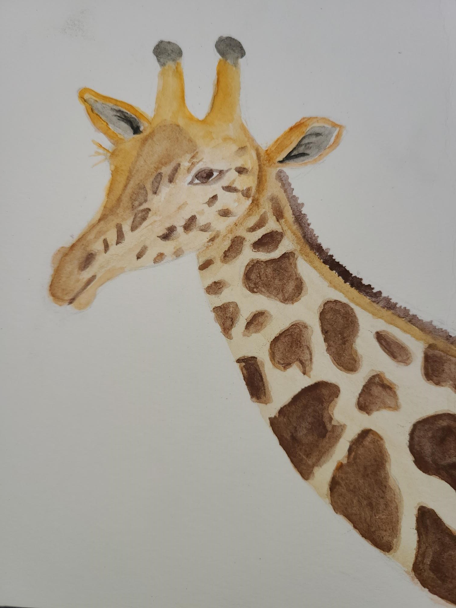 giraffe