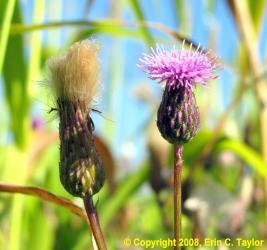 Canada-thistle-flowers-Erin-Taylor