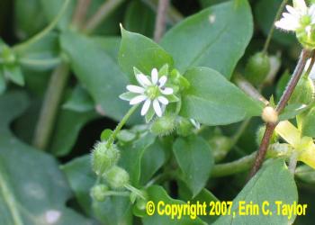 Common-Chickweed-SeedRainHarvest-Nov132007-027