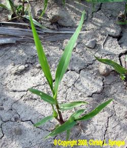 Fall-panicum-seedling-Christy-Sprague