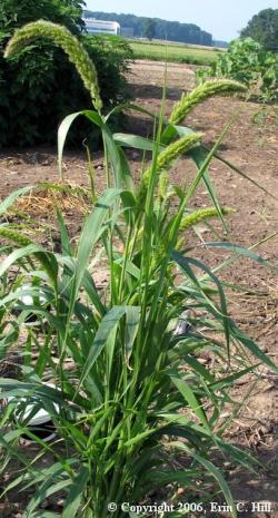 GiantFoxtail