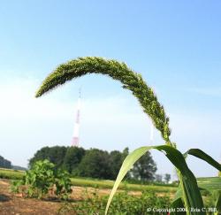 GiantFoxtailSpike