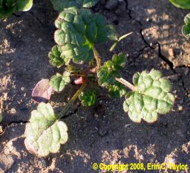 Henbit-seedling-Erin-Taylor