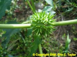 Jimsonweed-seed-pod-Christy-Sprague