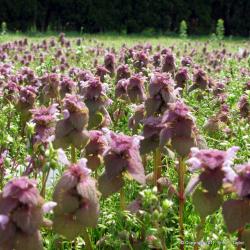 Purple-Deadnettle-AgFarm-May-2009