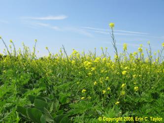 Wild-mustard-in-soybeans-Erin-Taylor