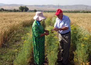 Tajik wheat