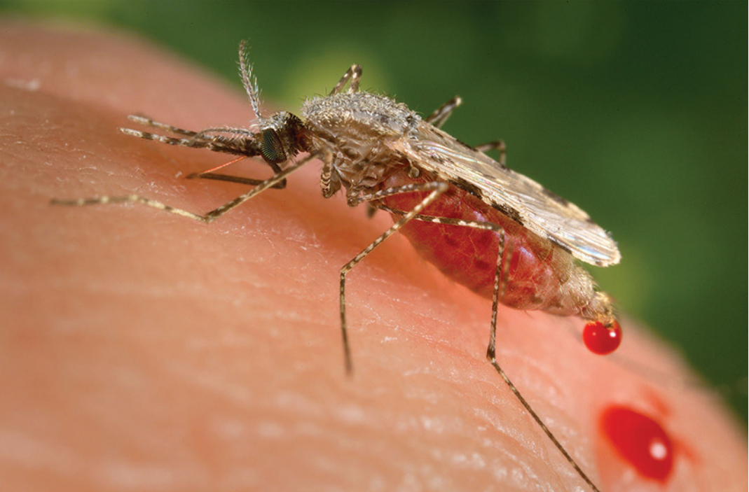 A feeding female Anopheles stephensi mosquito
