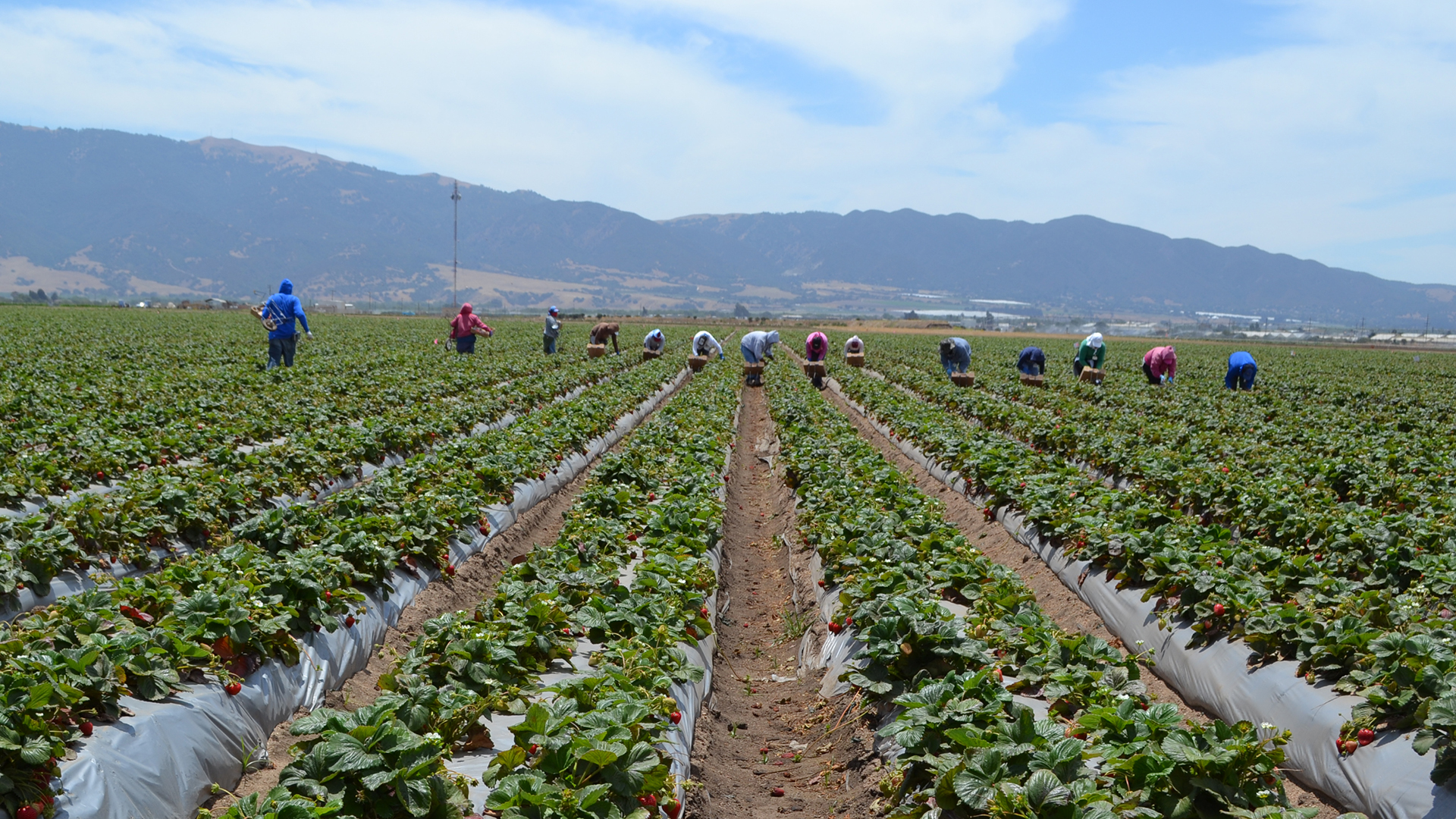 Image of farm