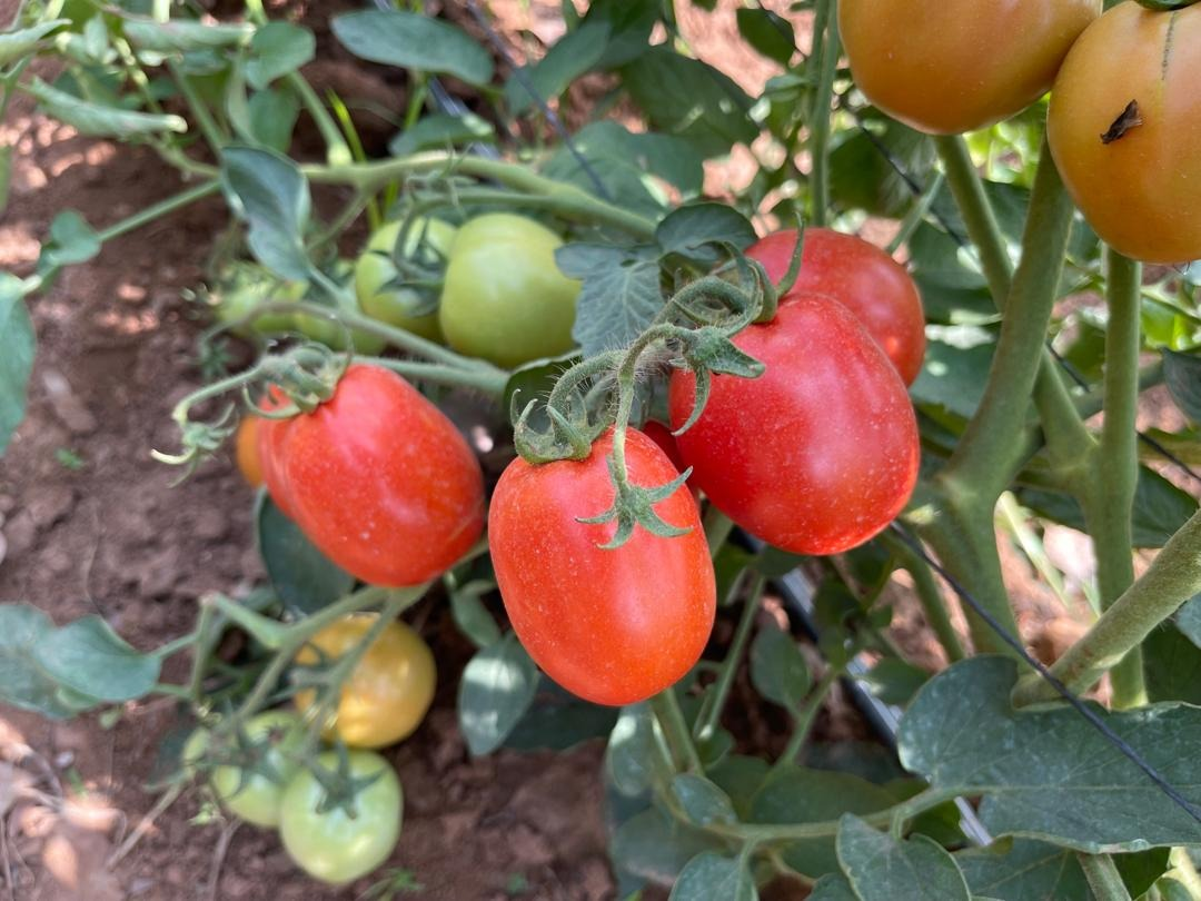 Hybrid Tomato