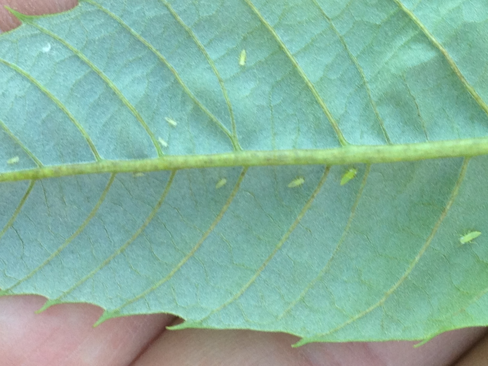 Potato leafhopper adults and nymphs