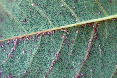  Spores form on the underside of leaf lesions, appearing as a white to pinkish mass. 