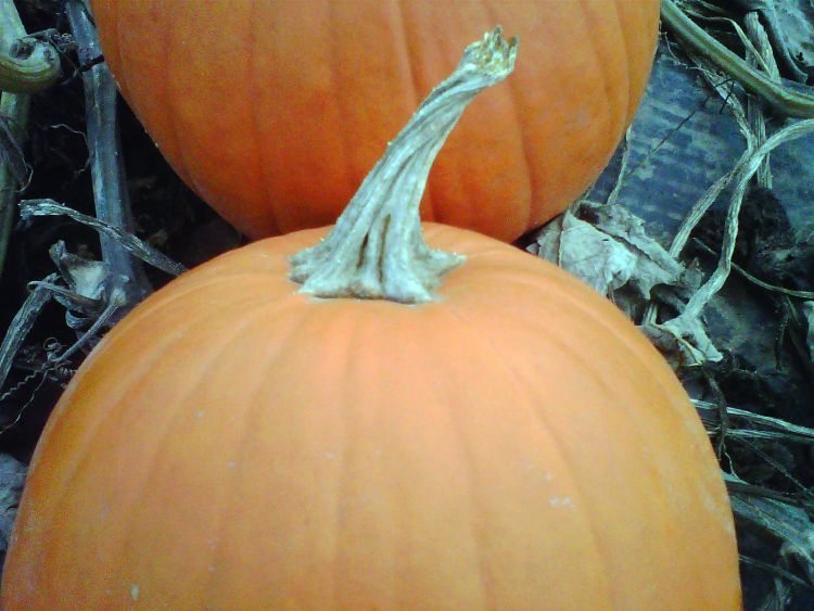 Shriveled pumpkin handles are common when the vines die early from powdery mildew infection.