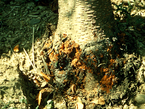 Areas attacked often have masses of gum mixed with frass exuding from the bark.