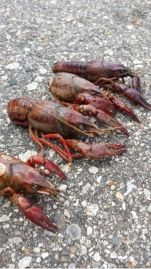 Red swamp crayfish found at Holland’s Kollen Park. Kelley Smith | Michigan State University