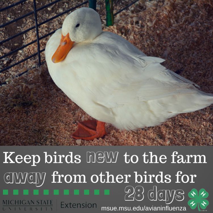 Keeping animals that are new to your farm away from your home herd or flock for 28 days is a helpful biosecurity tip for preventing disease. Photo credit: ANR Communications | MSU Extension