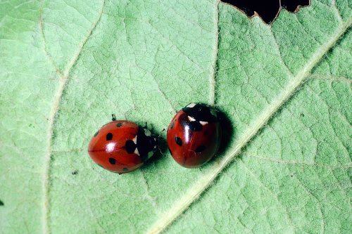 Seven-spotted lady beetle: Oval, convex, often brightly colored with seven spots.