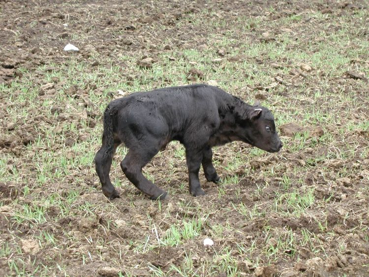 A calf affected by congenital chondrodystrophy of unknown origin (CCUO) with characteristic shortened and bowed legs. Photo credit: D. Buskirk
