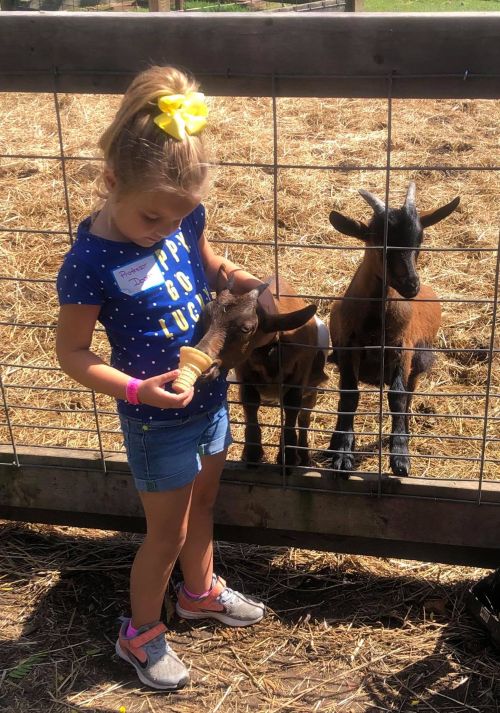 A child petting and feeding a goat