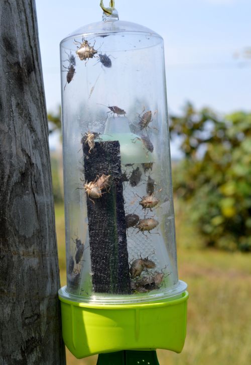 Brown marmorated stink bugs crowd into a trap hanging in a southwest Michigan vineyard. Photo: Keith Mason, MSU.