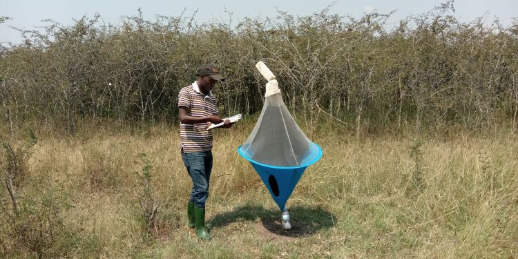 Richard Gashururu monitoring tsetse fly distribution.