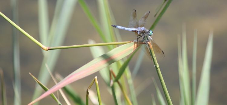Dragonfly near pond | Michigan State University Extension