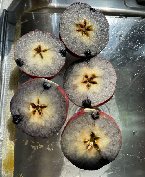 Apples cut in half and stained with iodine for starch testing.
