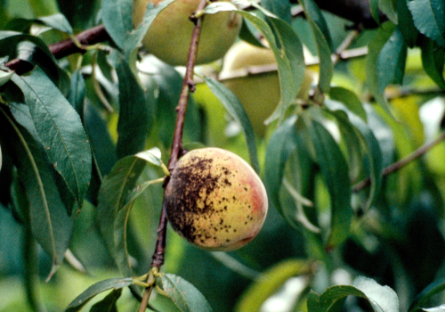 Fruit lesions are small, greenish and circular. They become enlarged and darker as spore production begins. 