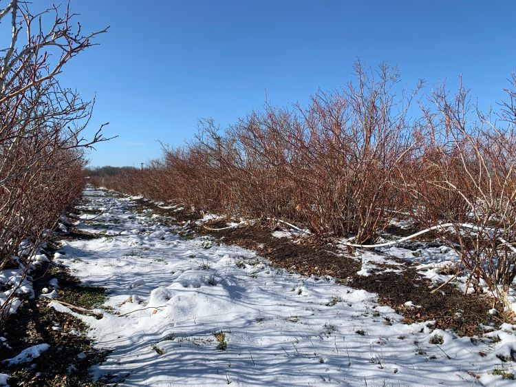 Blueberry field with snow on the ground.