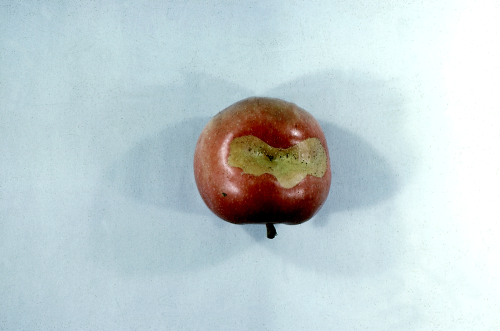 Damaged apples have pronounced deformities.