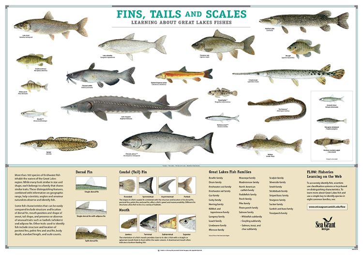 This poster is available at michiganseagrant.org. Photo Credit: Michigan Sea Grant