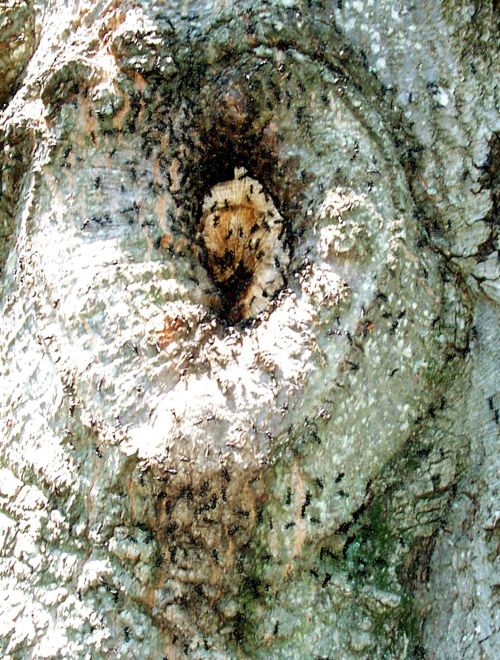 Carpenter ants on a tree. Photo by Randy Cyr, Greentree, Bugwood.org.