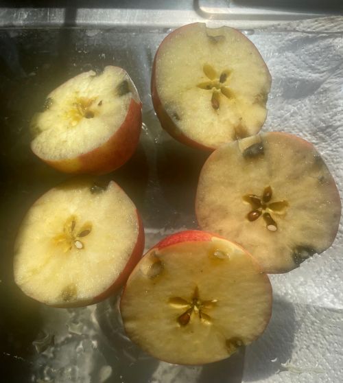 Apples cut in half and stained with iodine for starch testing.