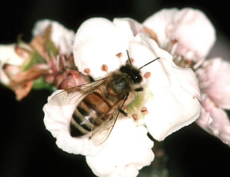 Honey bee on superberry. Photo credit: Jerry A. Payne, USDA ARS, Bugwood.org