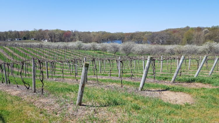 The slope in this vineyard and cherry orchard allows cold air to drain down off the fruit planting into the lake basin below. All photos by Mark Longstroth, MSU Extension.
