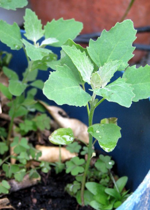 Chenopodium (above) is easily recognized by its waxy, diamond-shaped leaves. Amaranthus retroflexus (below) has a redroot making it easily recognizable.