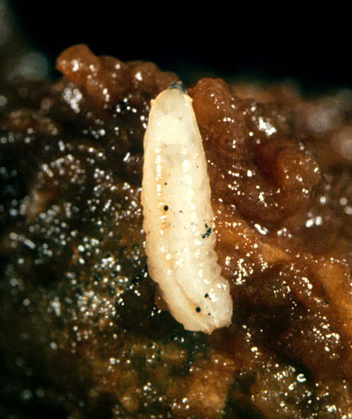  Larva is a milky, white, legless maggot without a distinct head, but with a pointed front tip. 
