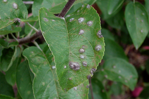  Older lesions are raised, creating cupping on the underside of the leaf. 