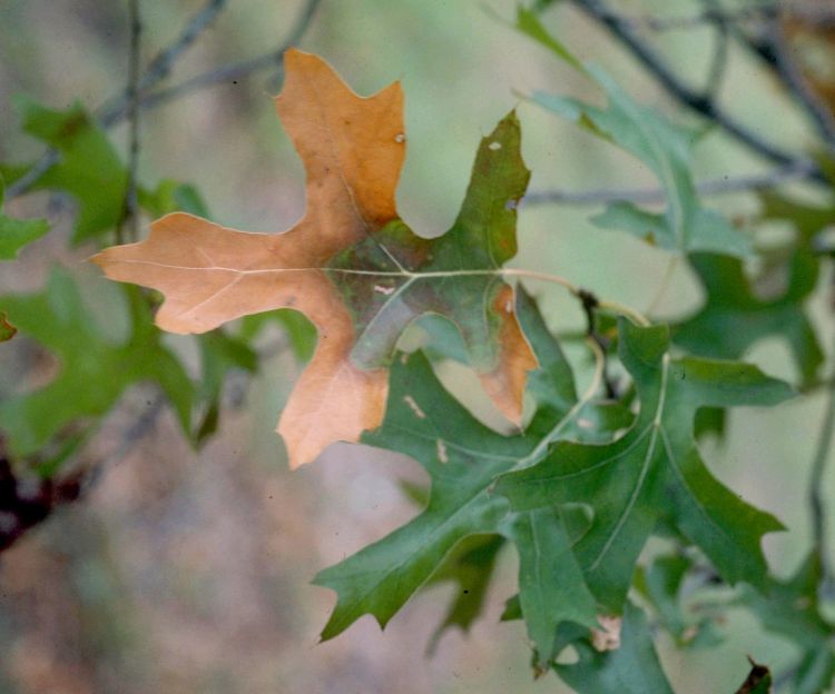 Photo 1. Oak wilt on pin oak. Photo credit: Paul A. Mistretta, US Forest Service, Bugwood.org