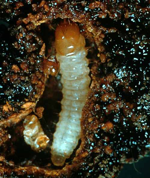  The white-to cream-colored larva is hairless with legs and a yellowish-brown to dark brown head. 