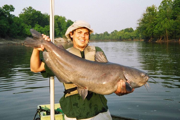 Many fish species can prey on young Asian carp, but the blue catfish is one of the few predators large enough to take on adult carp. | Michigan Sea Grant