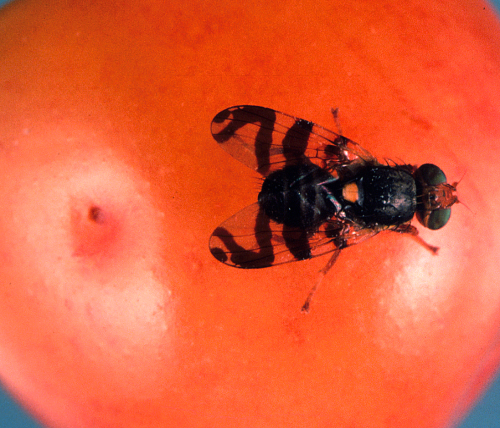 Adult has yellowish-brown head and legs and white crossbands on the abdomen. Wings are clear with distinct markings. Scars from ovipositioning may cause a dimple on green fruit. 