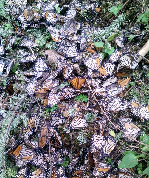 Dead monarchs litter the forest floor of the Sierra Chincua, Michoacan sanctuary after an unusual snow storm in March 2016. You can help by planting milkweeds. Photo: Javier Castaneda, research assistant with David Mota-Sanchez, MSU.
