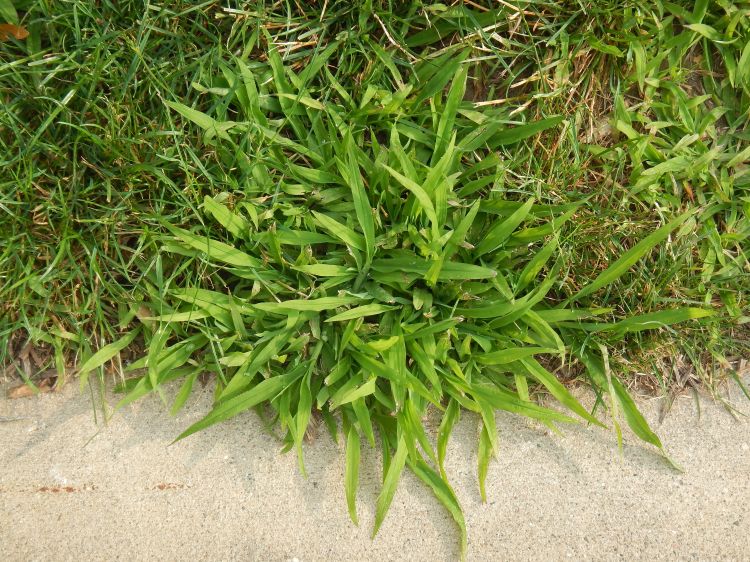 A healthy patch of crabgrass enjoying summer. Photo by Kevin Frank | Michigan State University Extension.