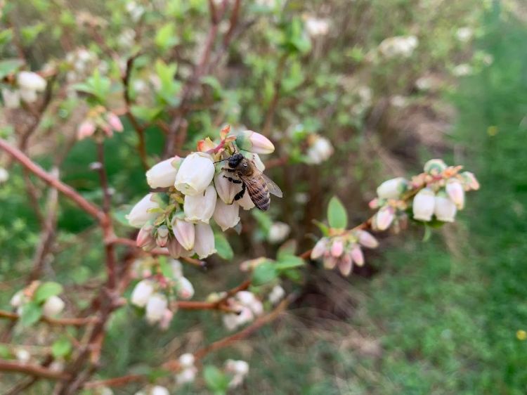 A bee visiting a blueberry blossom.