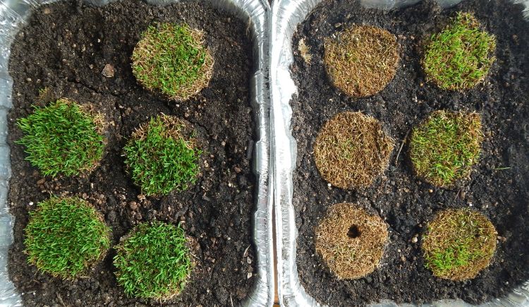 Poa annua samples from 58 days under ice in 2014, eight days of growth. Photo credit: Kevin Frank, MSU