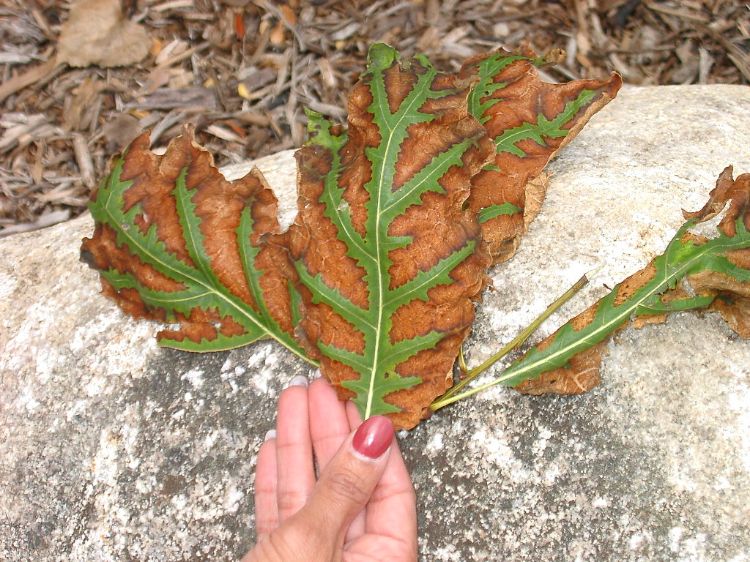 leaf scorch in oak