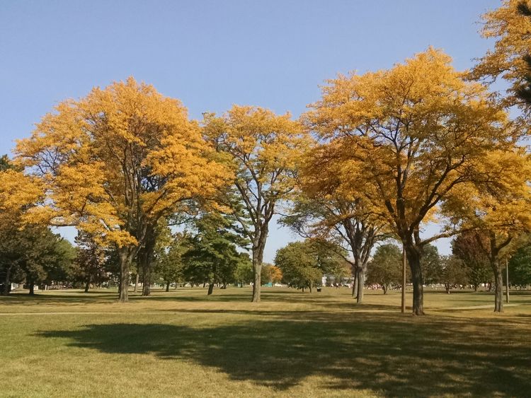 Photo 1. Early fall color on honeylocust trees on MSU campus. All photos by Bert Cregg, MSU.