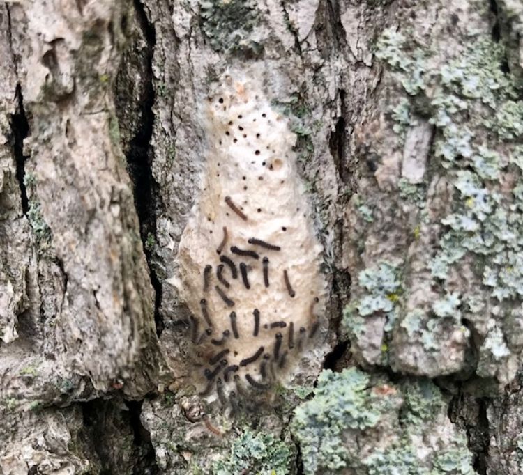 Hatching gypsy moth taken May 2, 2018, near Ann Arbor, Michigan. Photo by L. J. Vogel.